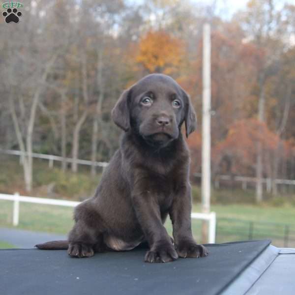 Mazey, Chocolate Labrador Retriever Puppy